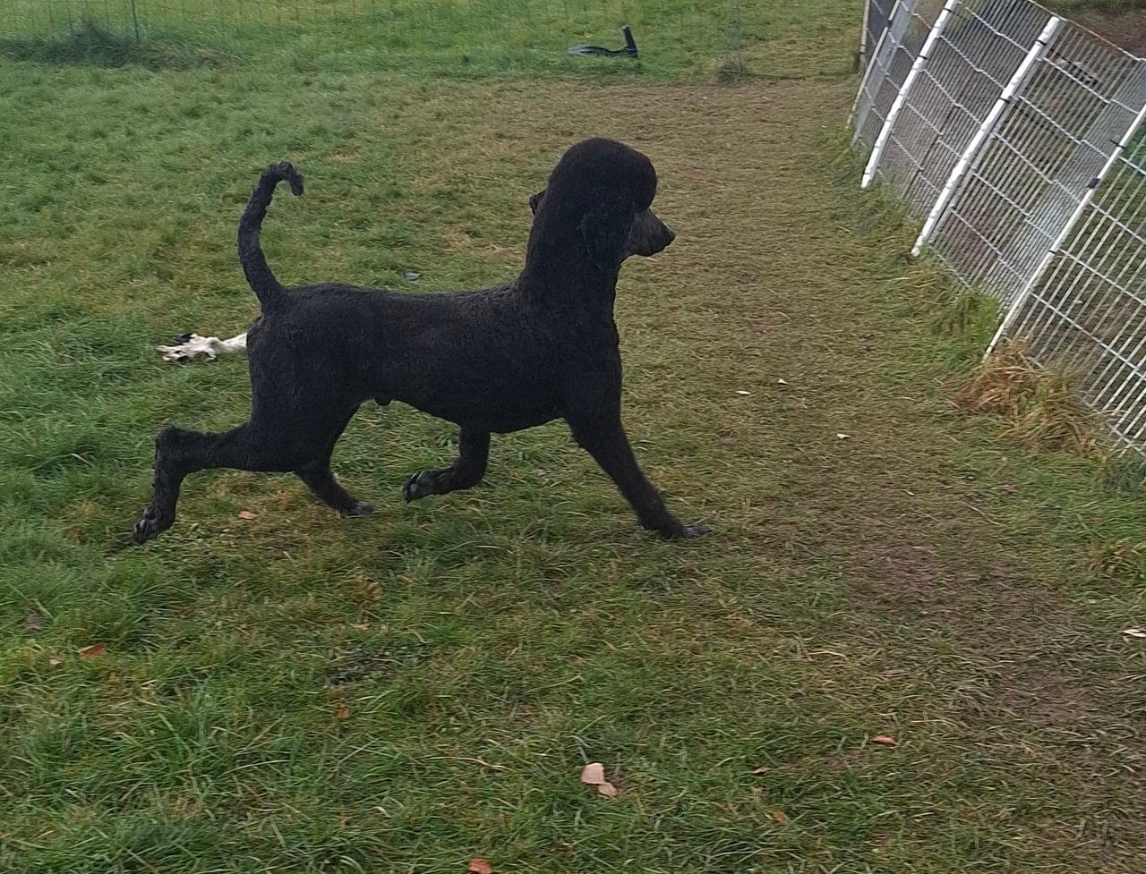 Storpuddel hannhund søker forvert