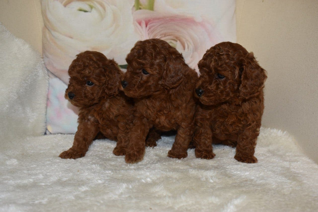 Nydelige valper til salgs.  Leveringsklare fra 8.01.2026