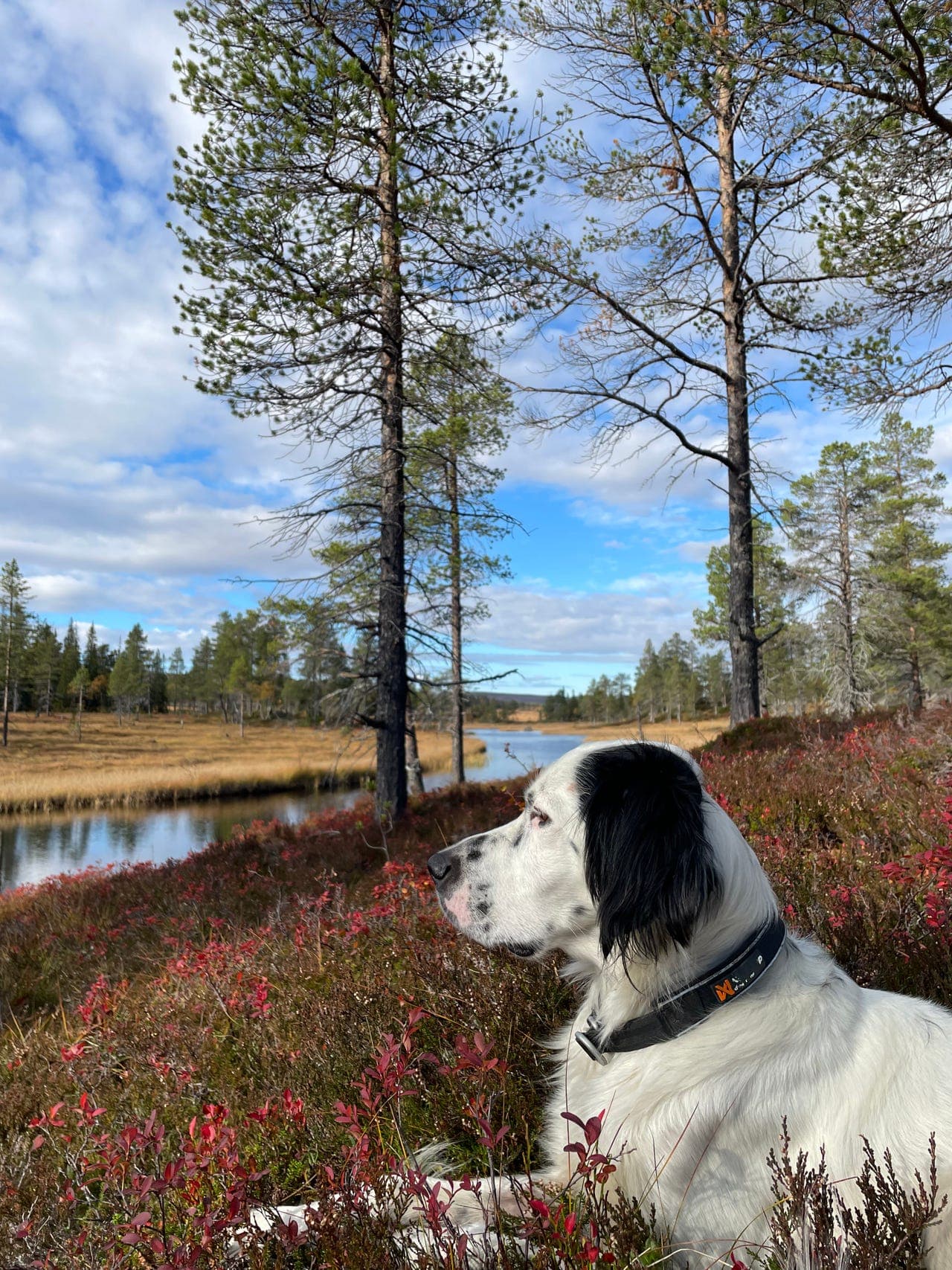 Engelsk setter hannhund 4 år