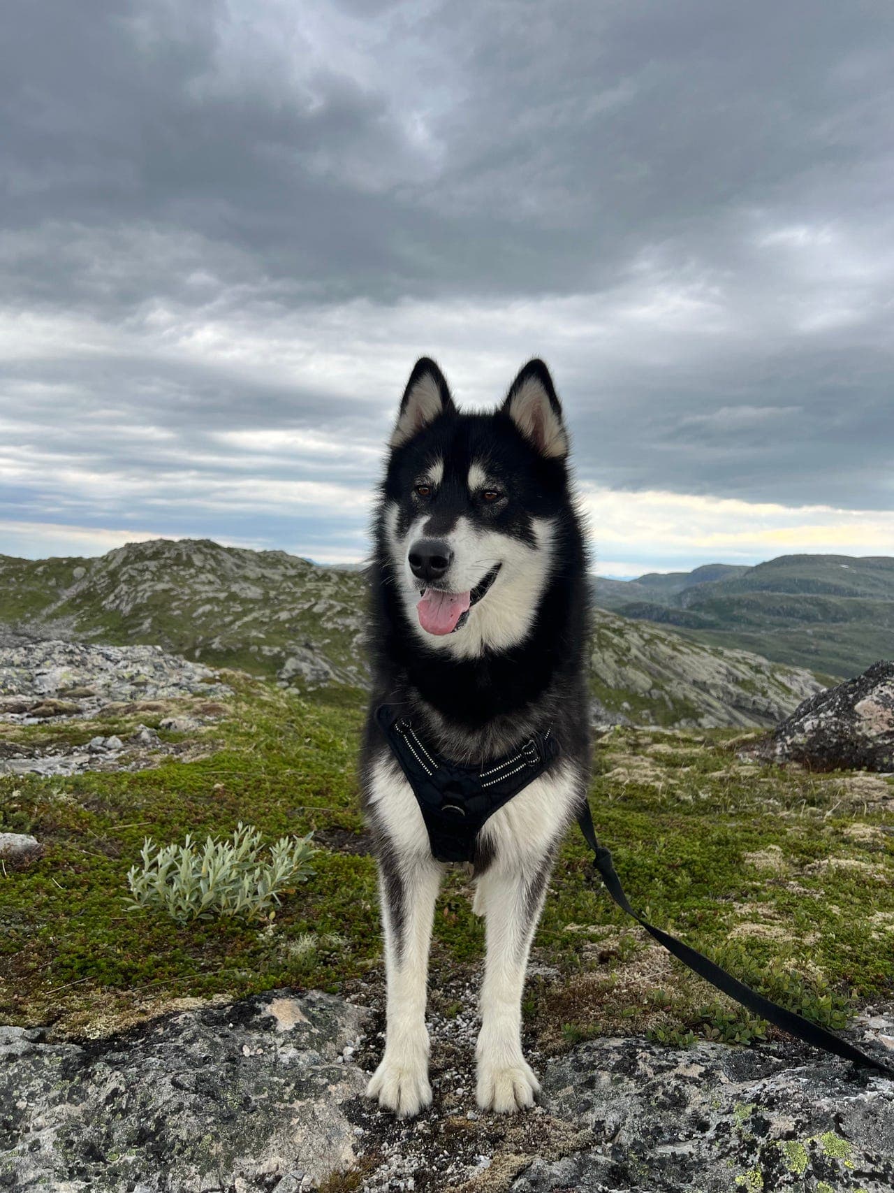 Fryd søker nytt hjem