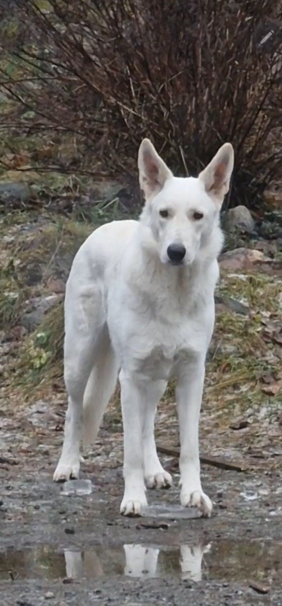 Flott Hvit Gjeterhund tispe 1 år