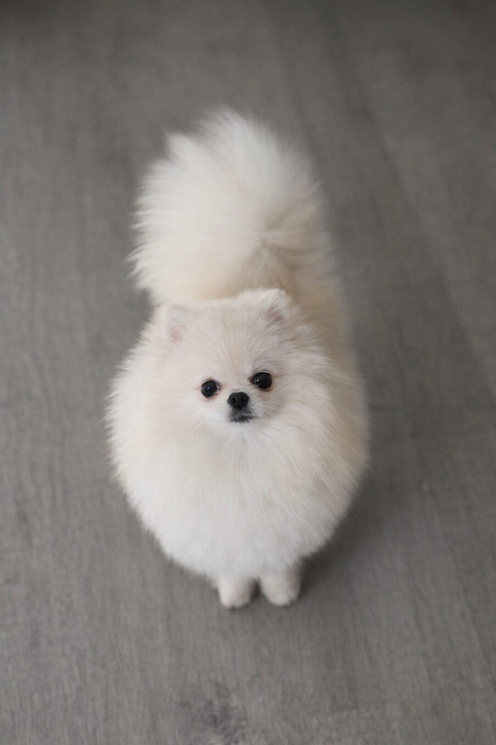 💙 Nydelig Pomeranian tispe valp søker sitt for-alltid-hjem 💙