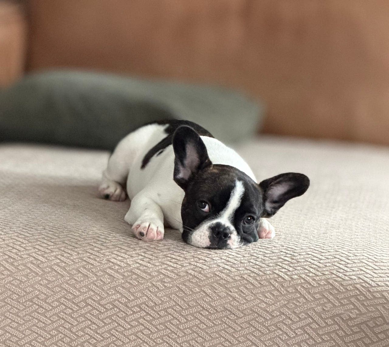 Fransk Bulldog hannvalp