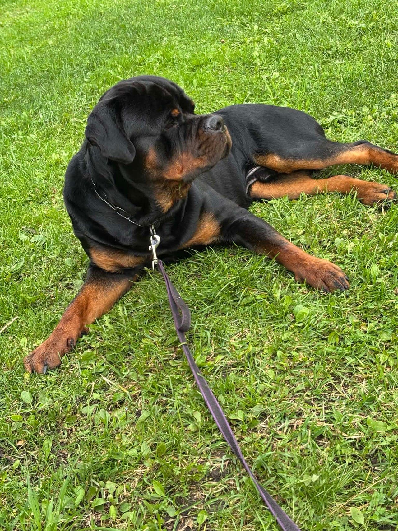 Percy på 20 mnd omplasseres til rette