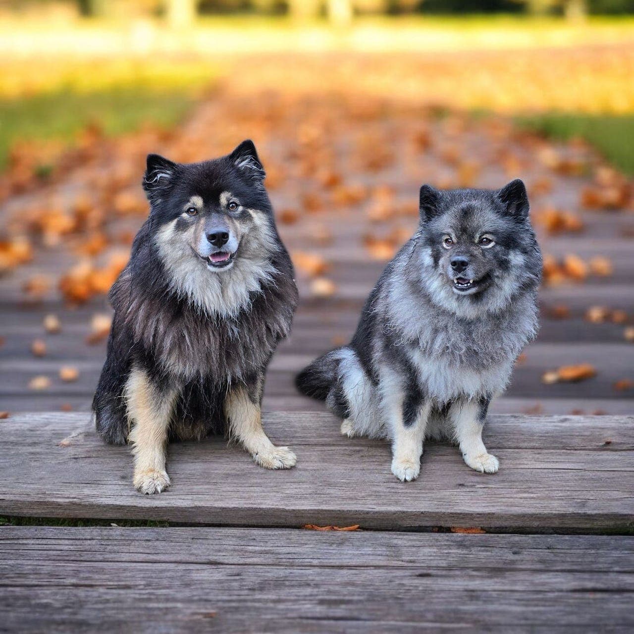 Finsk lapphund valper