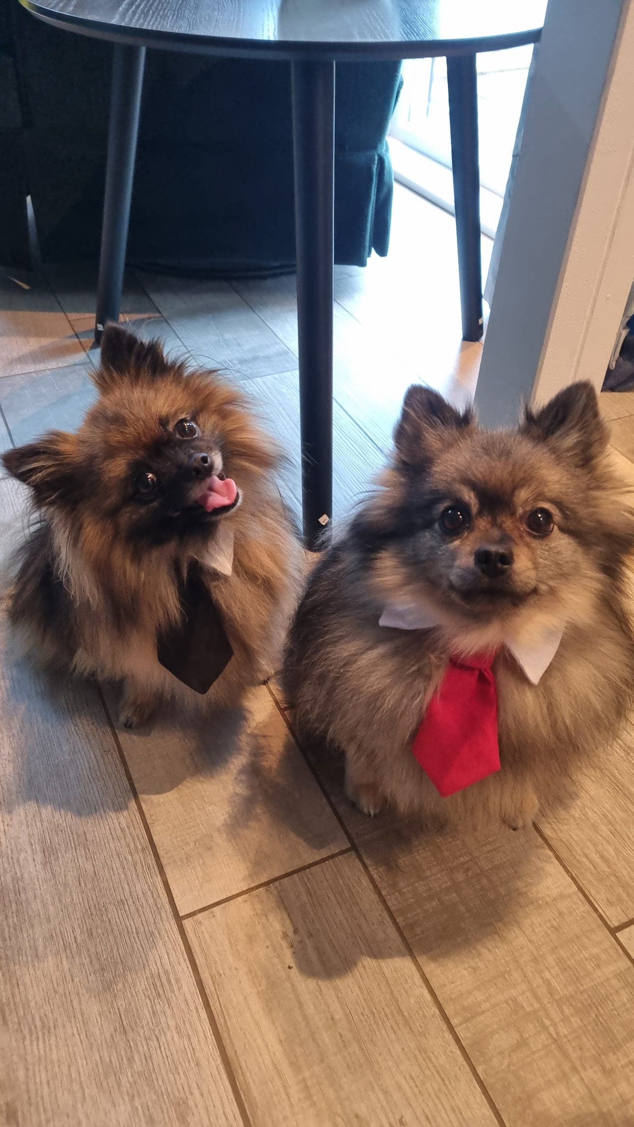 Kleinspitzvalper ventes