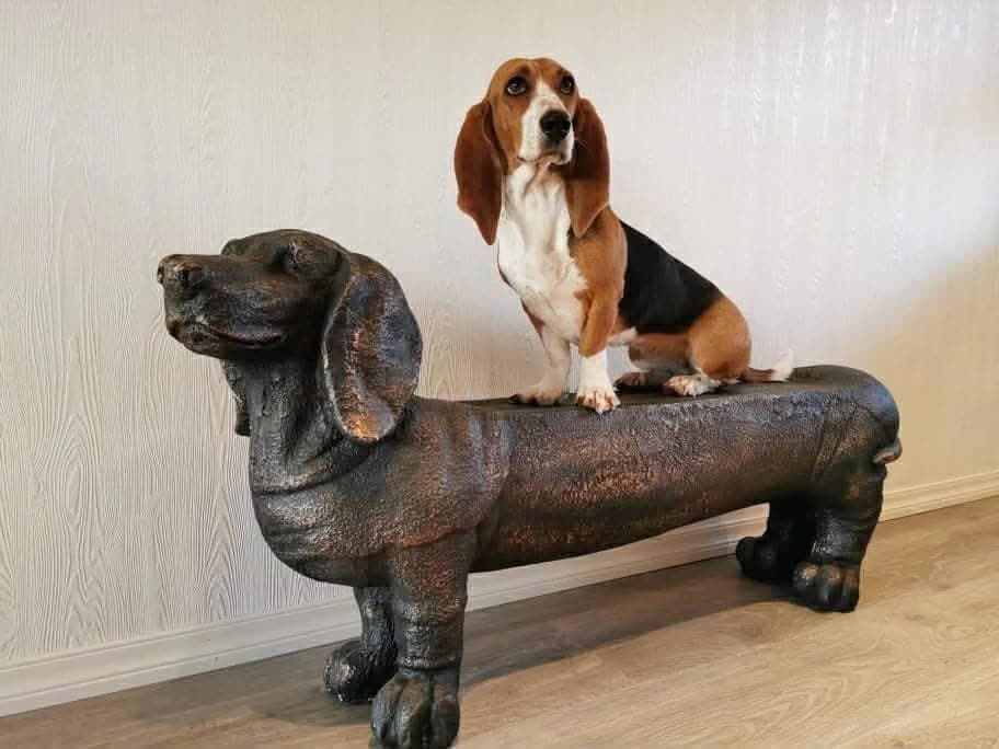 Basset Artesien Normand valper