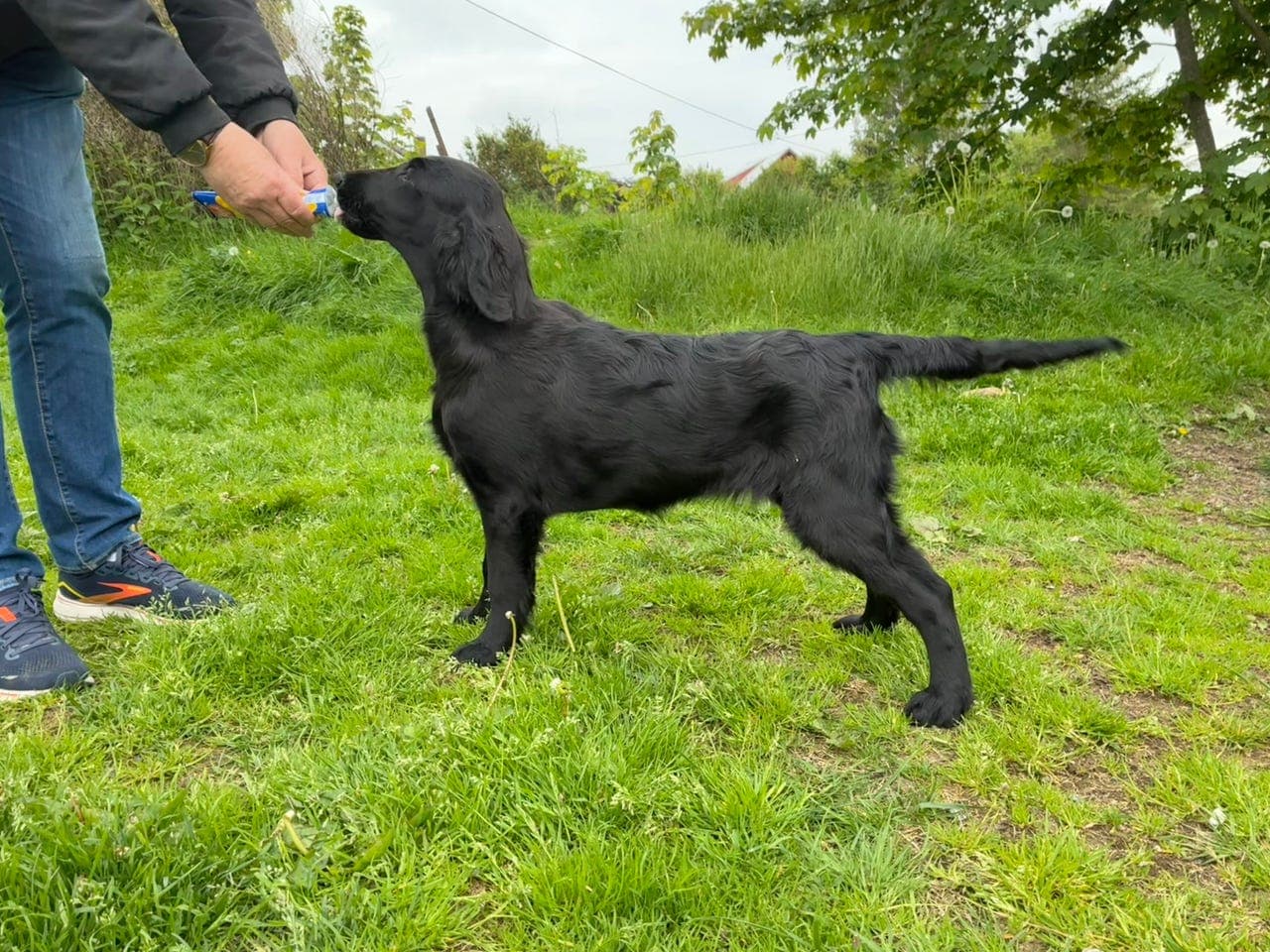 Flatcoated retriever 🥰 tispevalp❤️ 5 mnd.