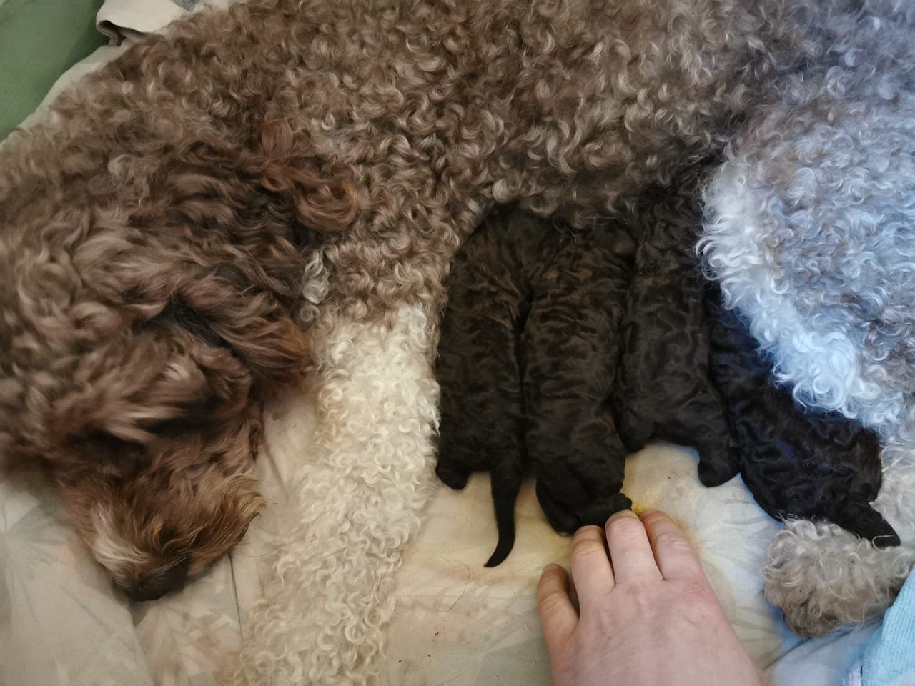 Spansk vannhund valper ❤️