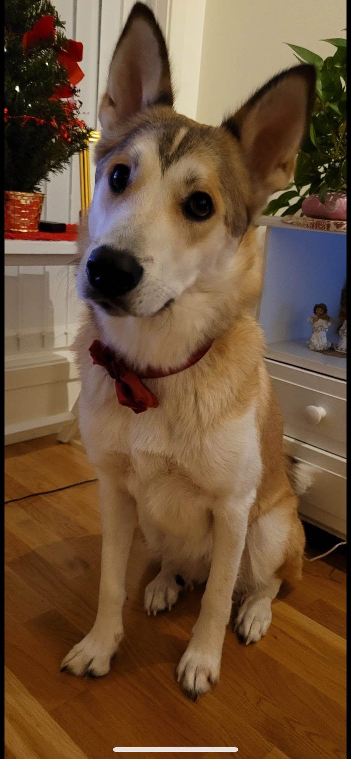 Østsibirsk laika søker nytt hjem