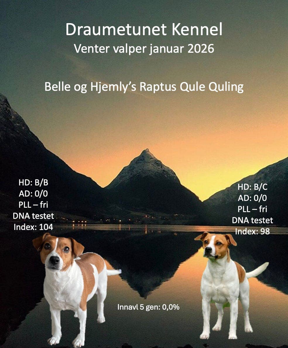 Dansk svensk gårdshund