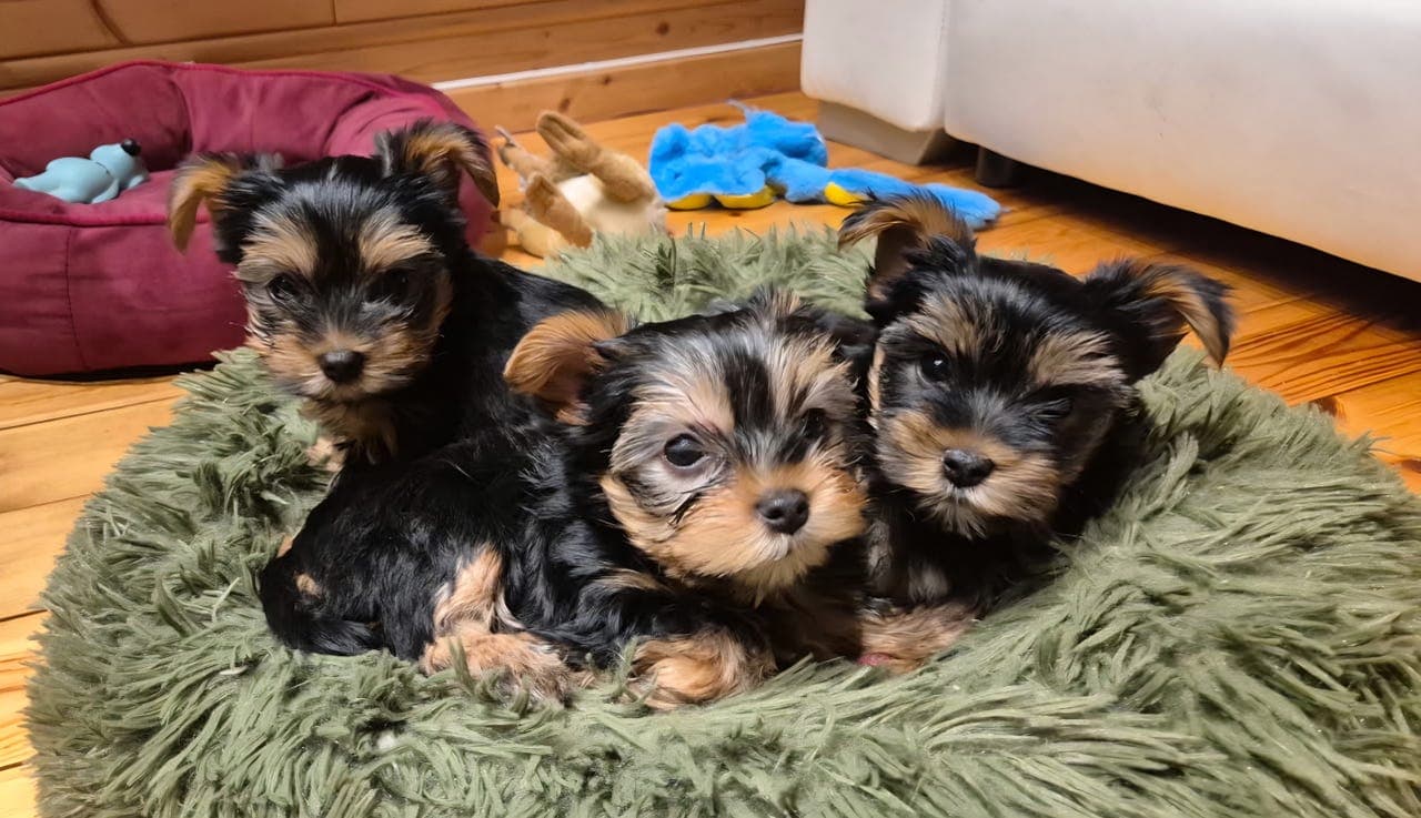 3 søte Yorkshire Terrier Kristiansund og Ålesund