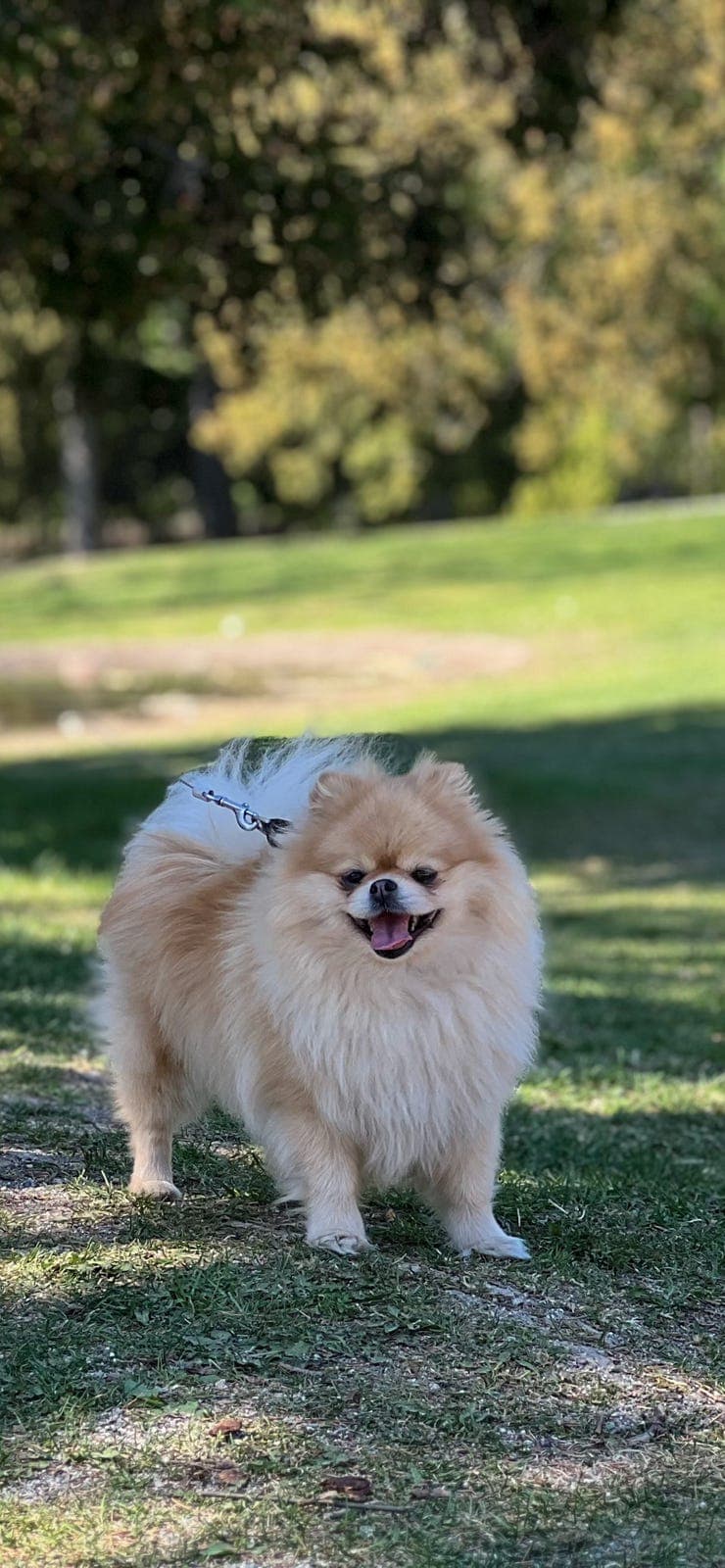 NKK reg. Pomeranian jente til salgs
