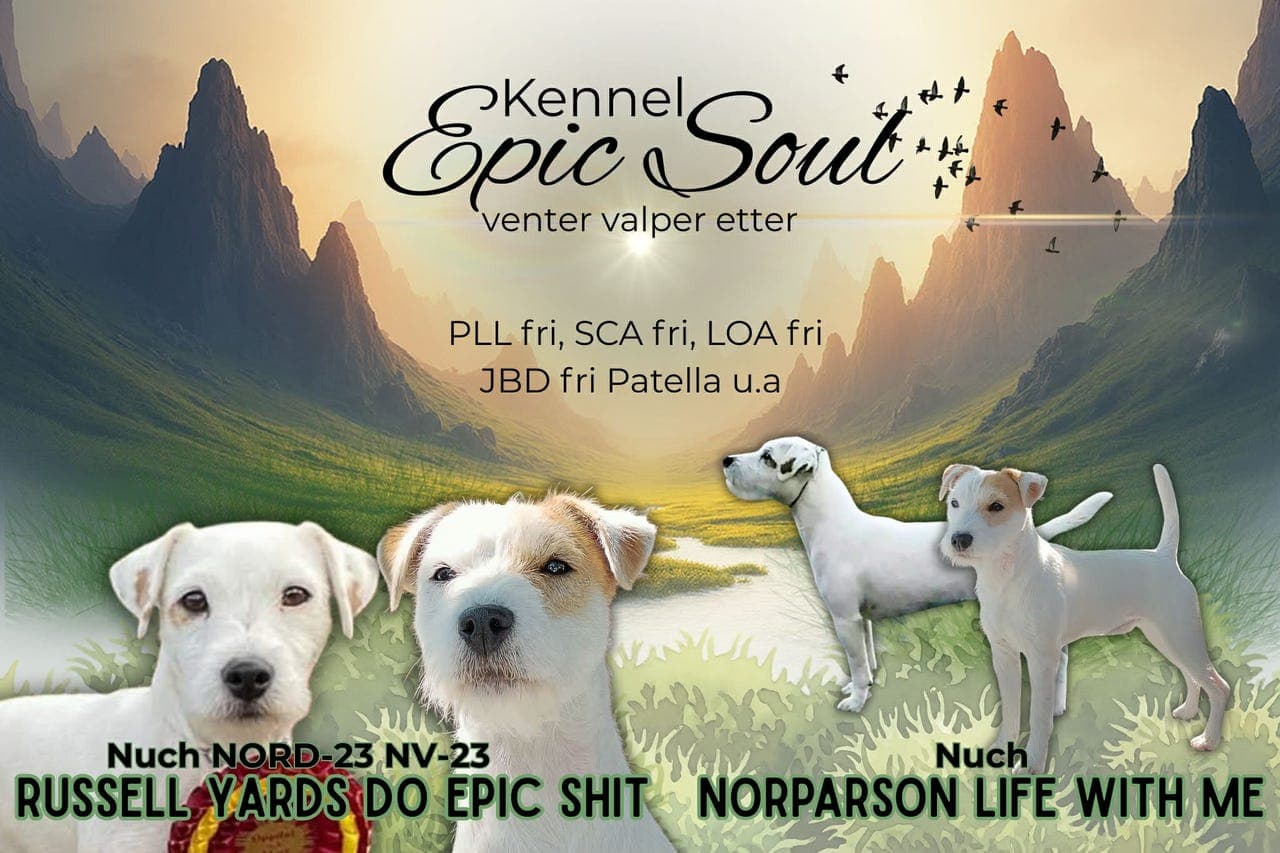 Parson Russell valper