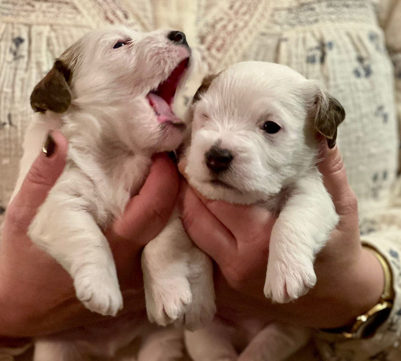 Jack Russell Terrier valper selges