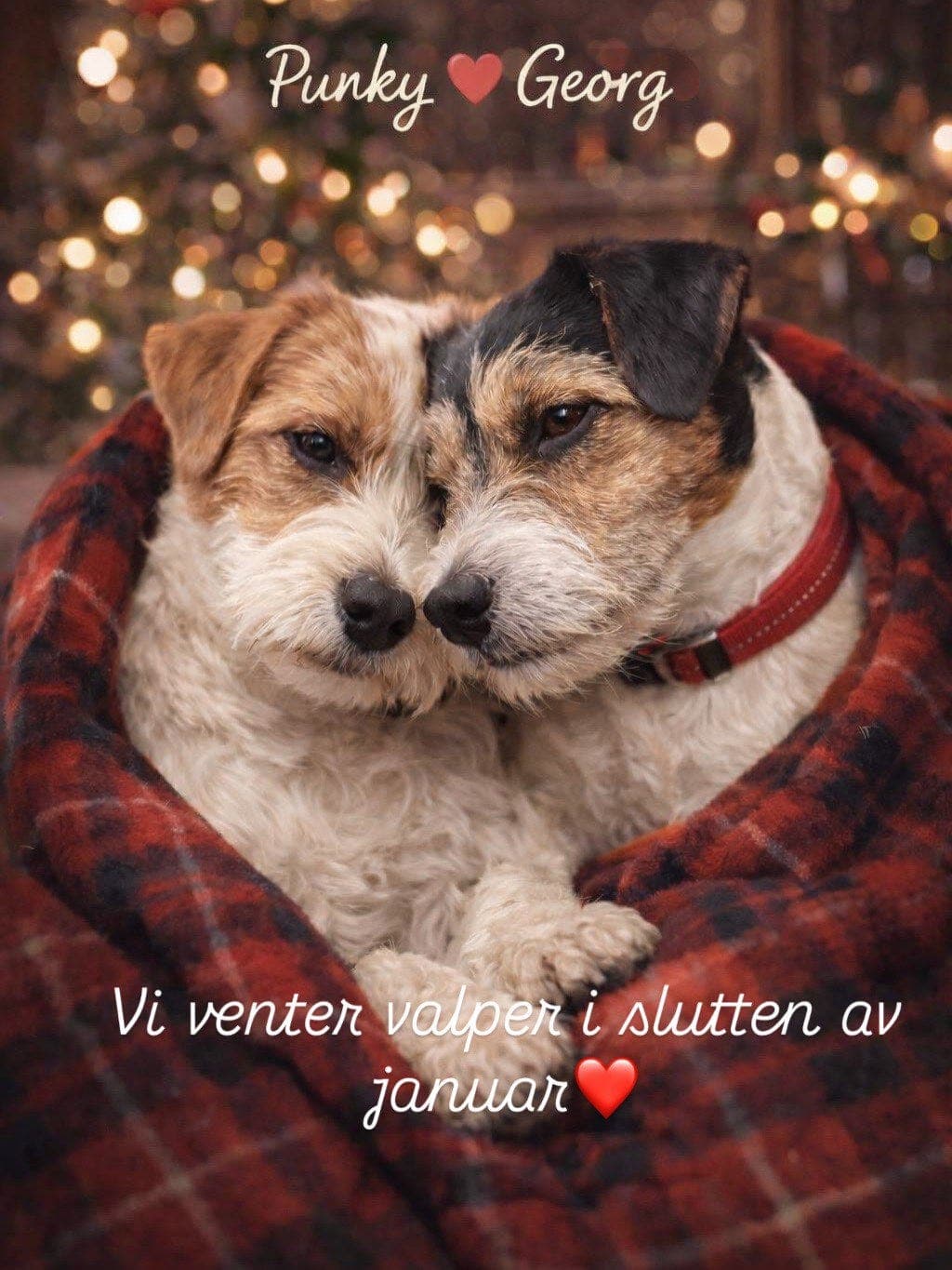 Jack Russell Terrier valper selges