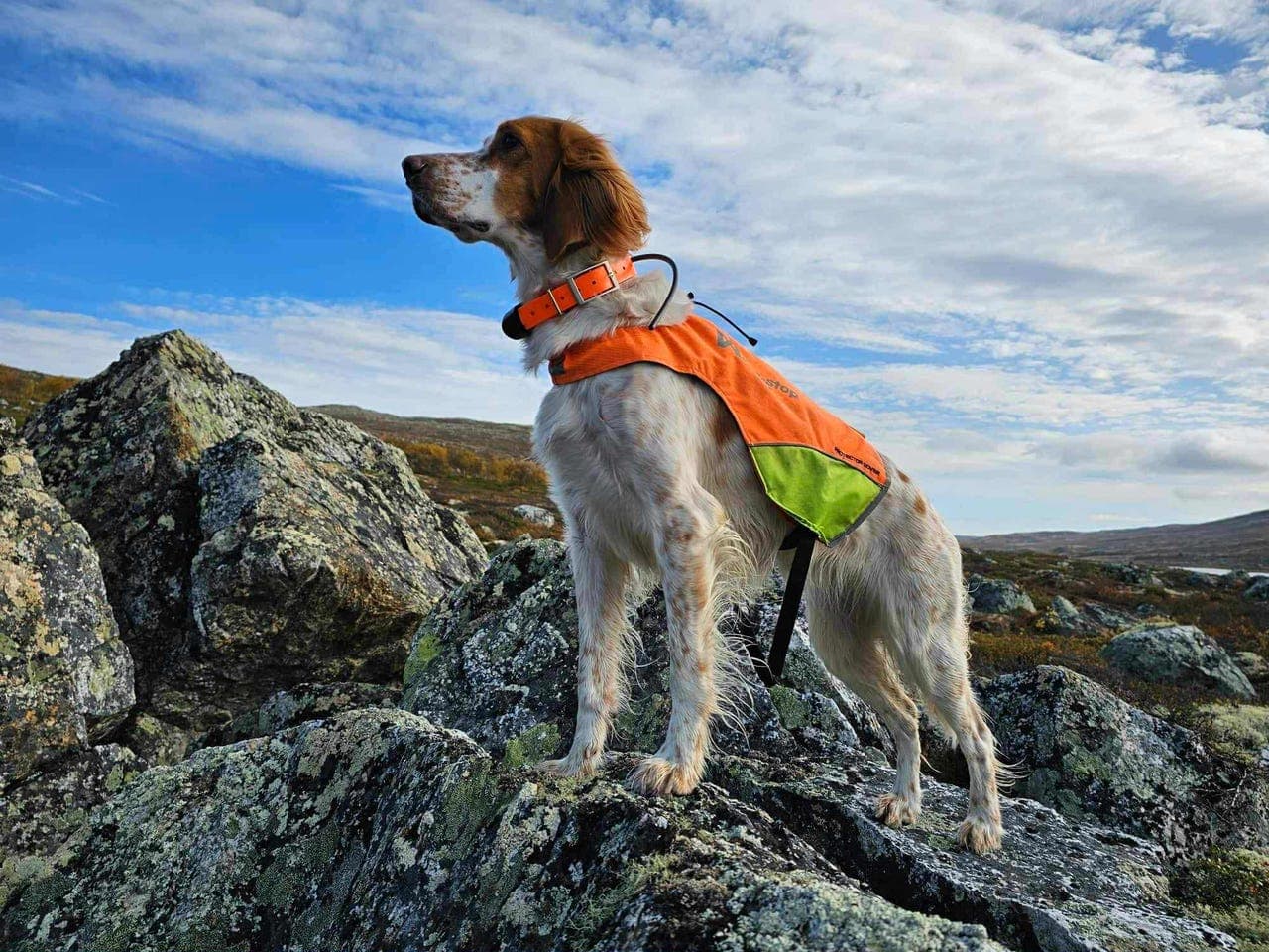 Engelsksetter valper leveringsklare rett over påske