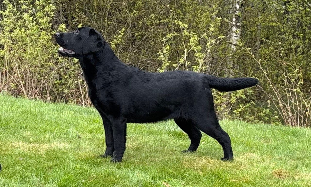 Labrador retriever vurderes å settes ut på fòr