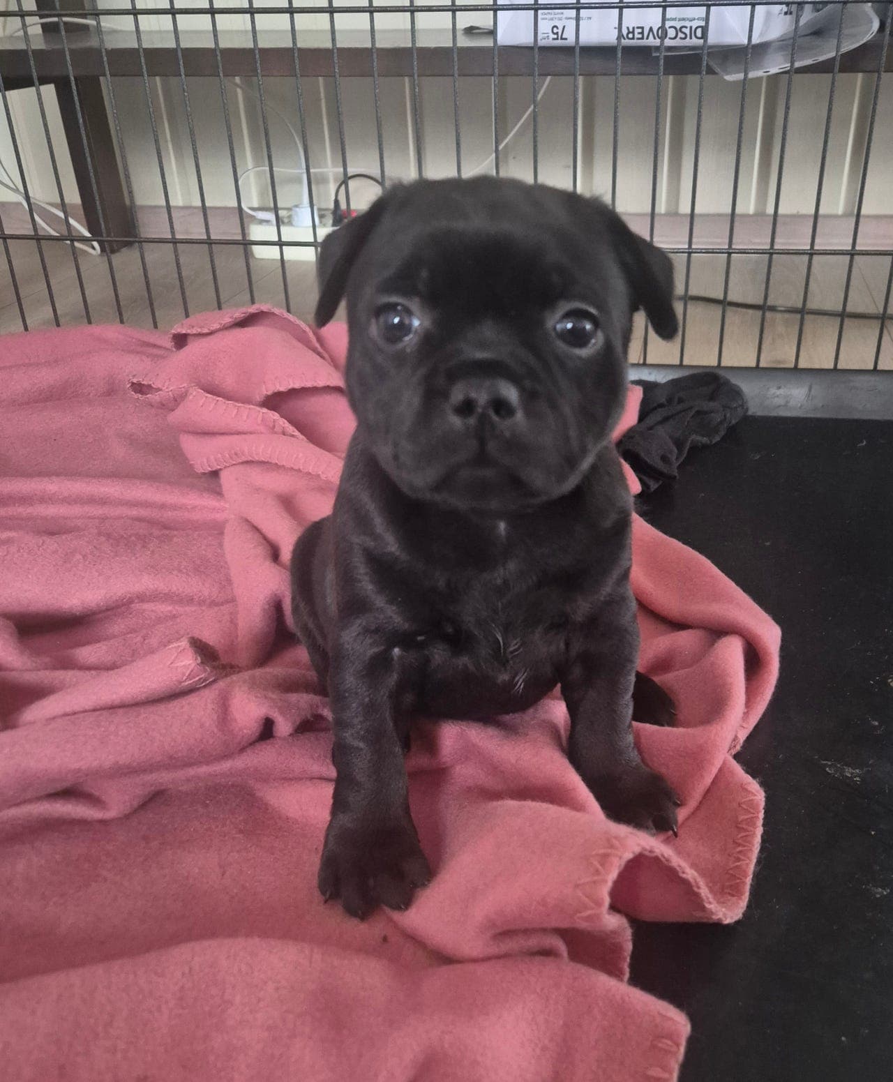 Staffordshire bull terrier tispe valp