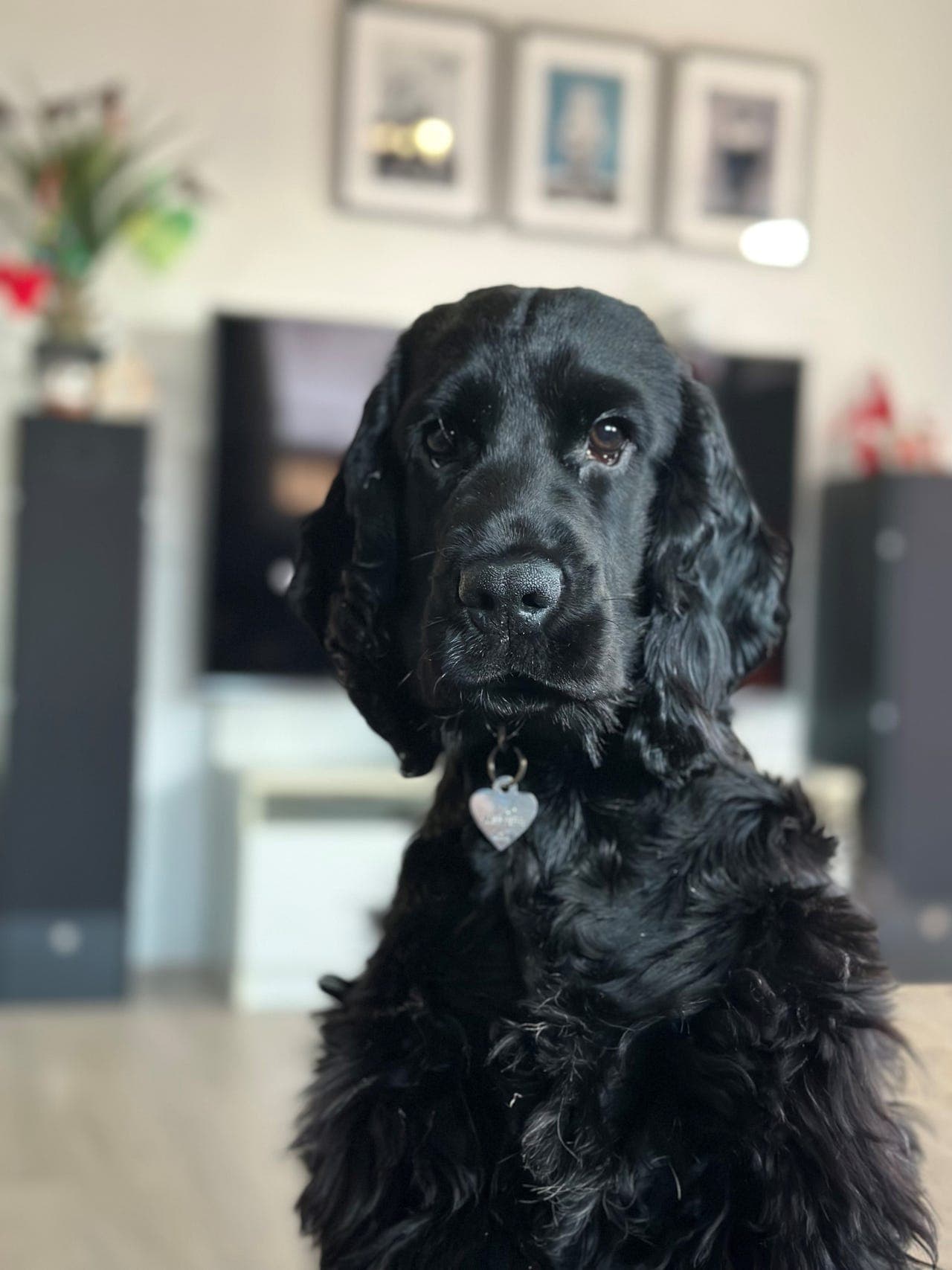 Leo, Cocker Spaniel gutt