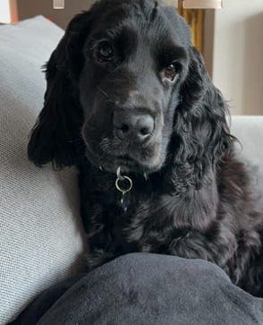 Leo, Cocker Spaniel gutt