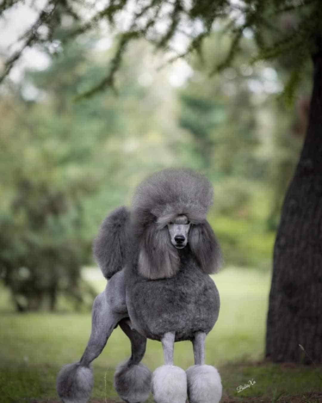 Sølv Storpuddel valper