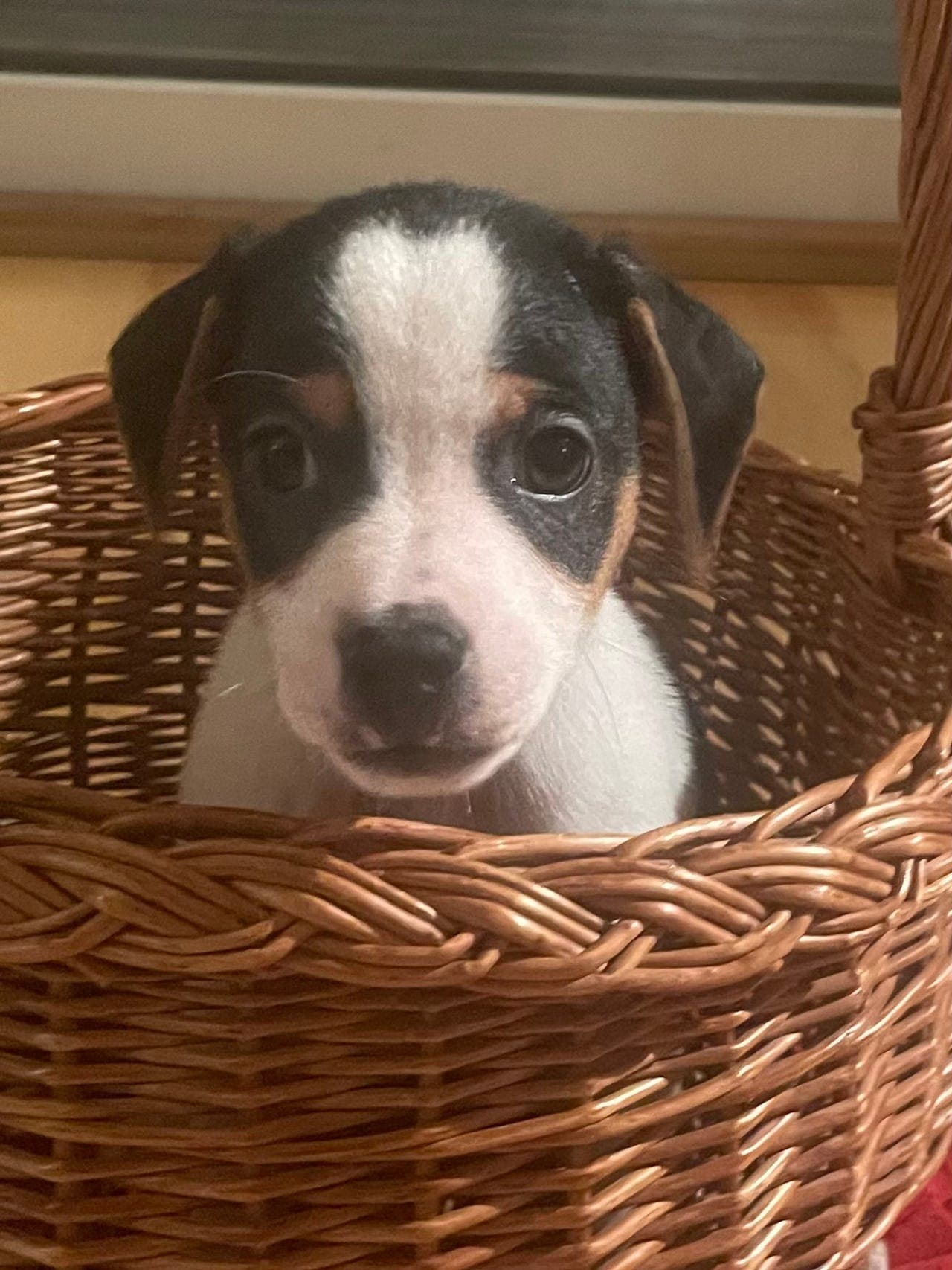 Dansk Svensk Gårdshund valper