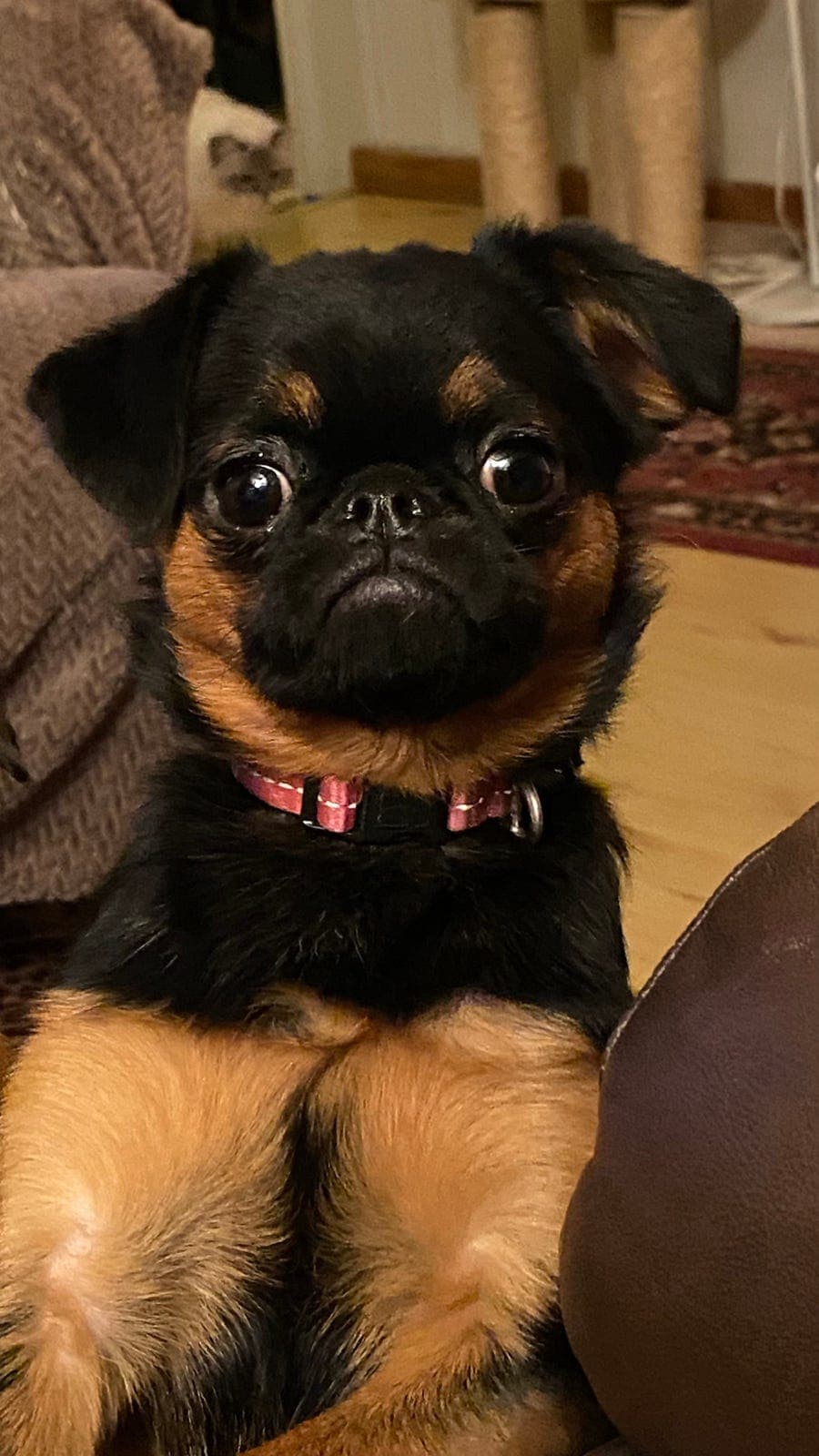 Petit Brabancon tispevalp vurderes solgt