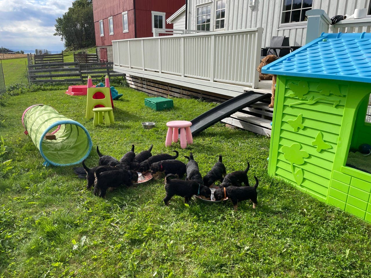 Airedale Terrier valper