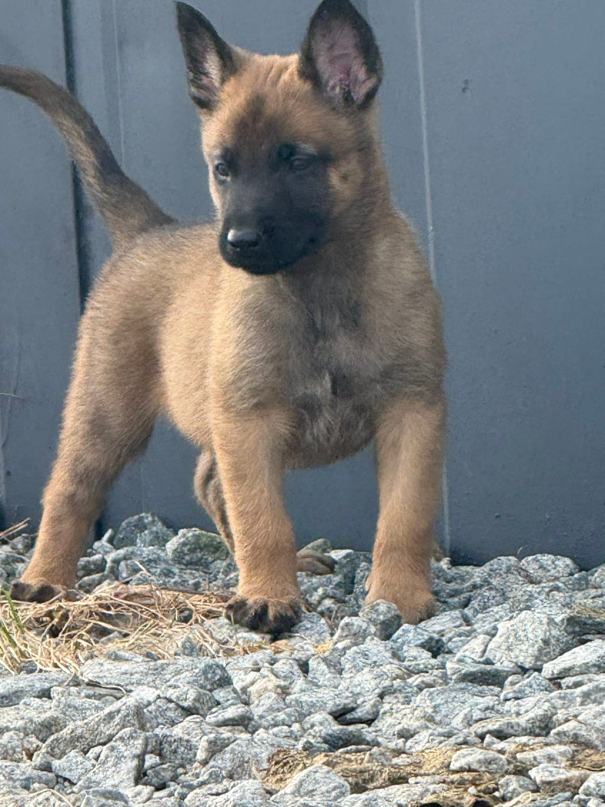 Malinois valper