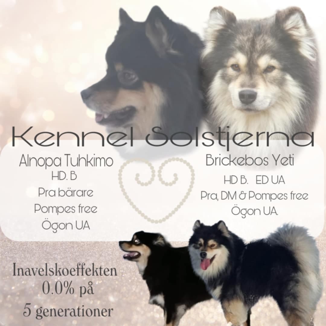 Finsk lapphund valper ventes