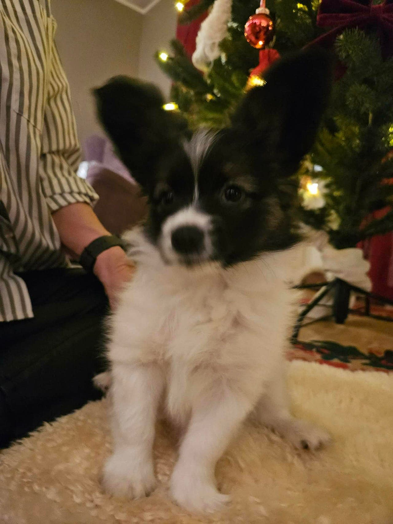 Flotte Papillon valper selges