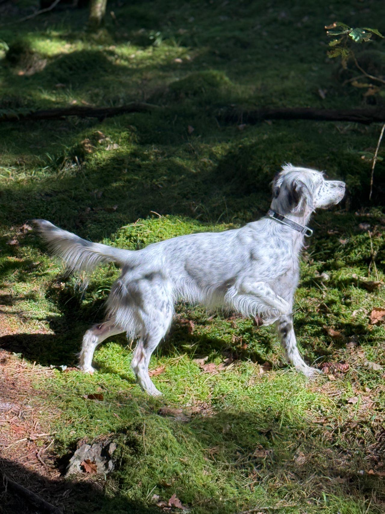 Engelsk setter valper