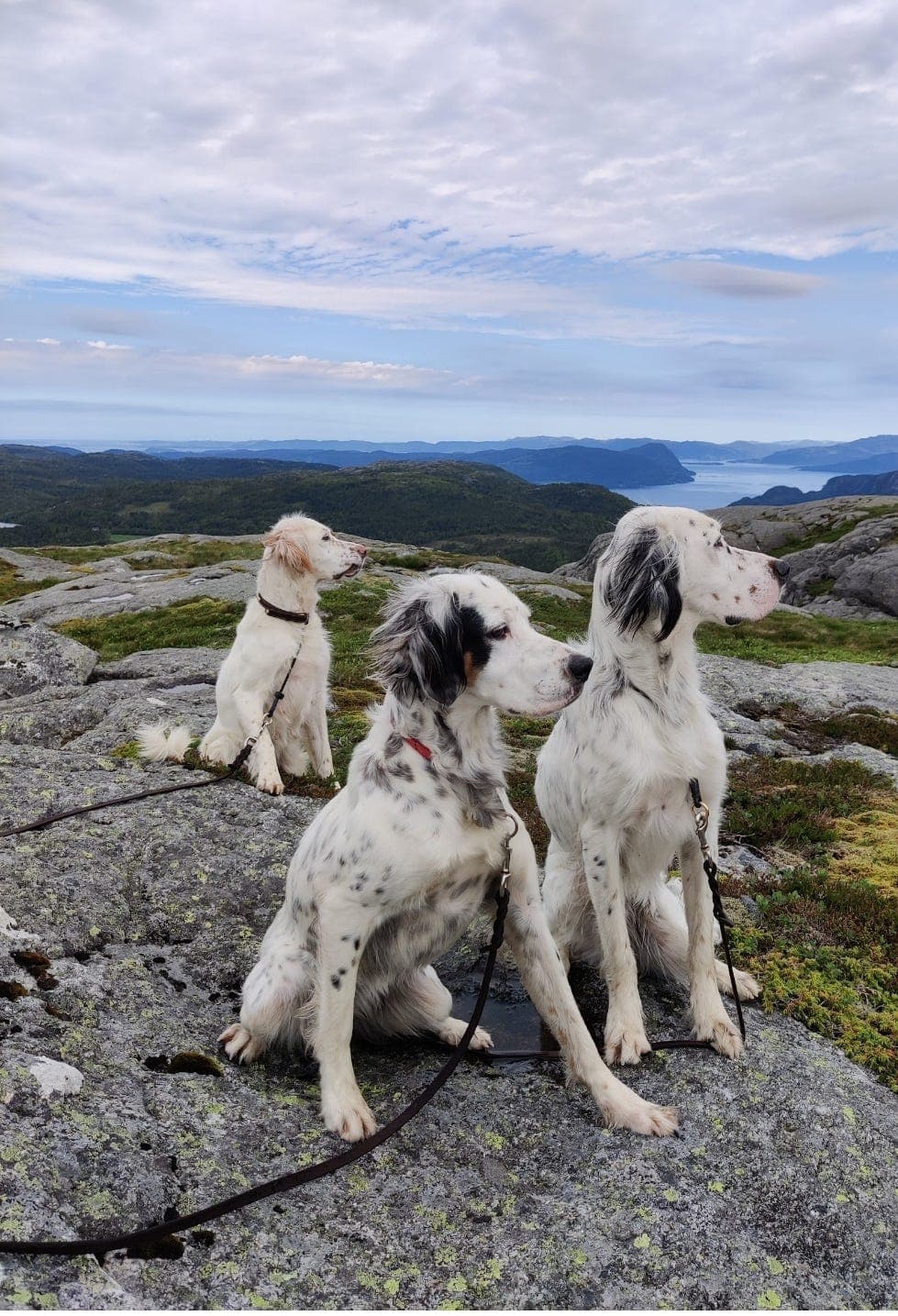 Engelsk setter valper ventes