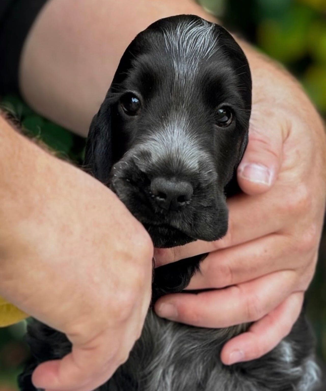 Cocker Spaniel - valper ventes i februar
