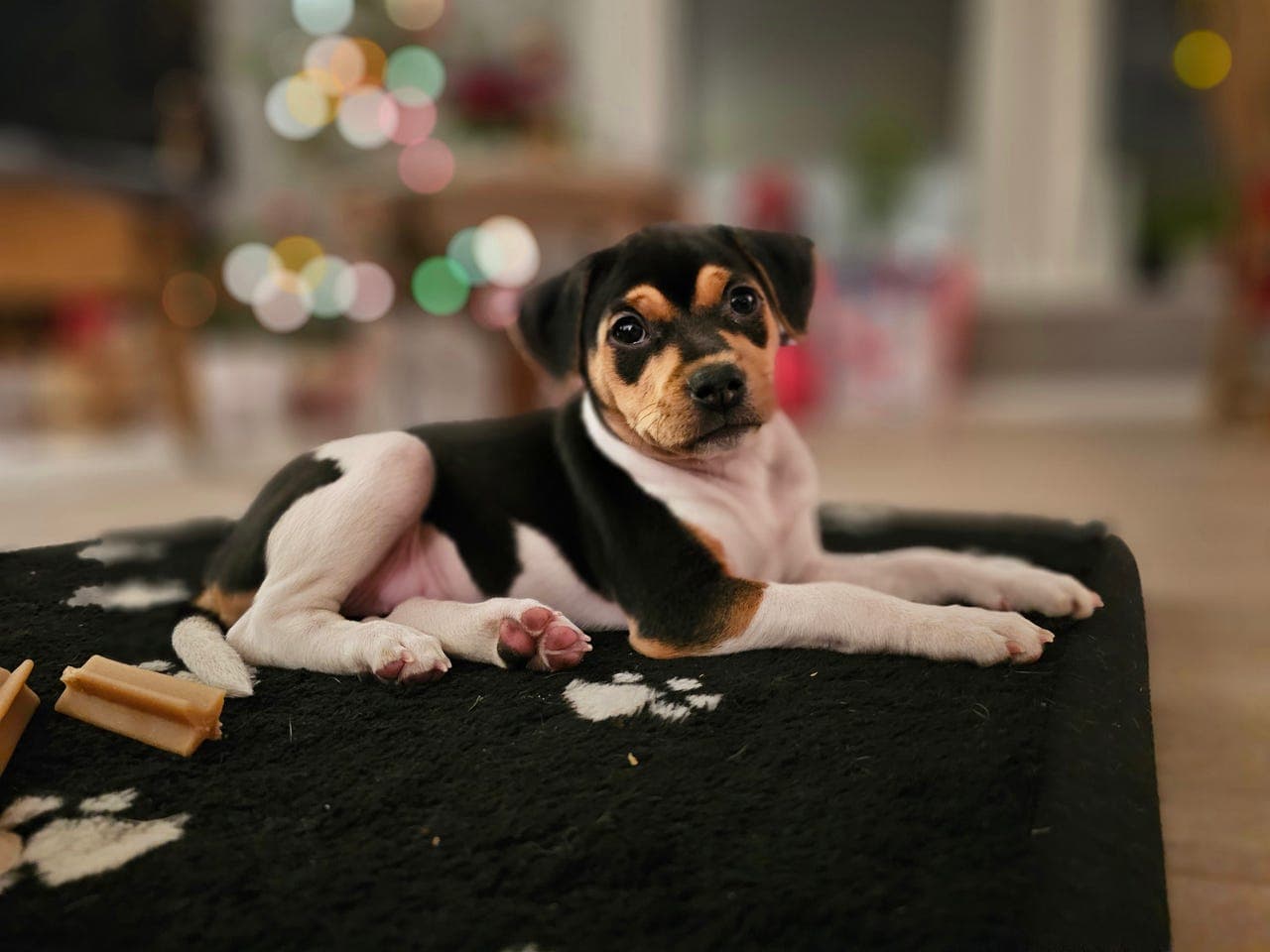 Terrier brasileiro tispe settes ut på foravtale