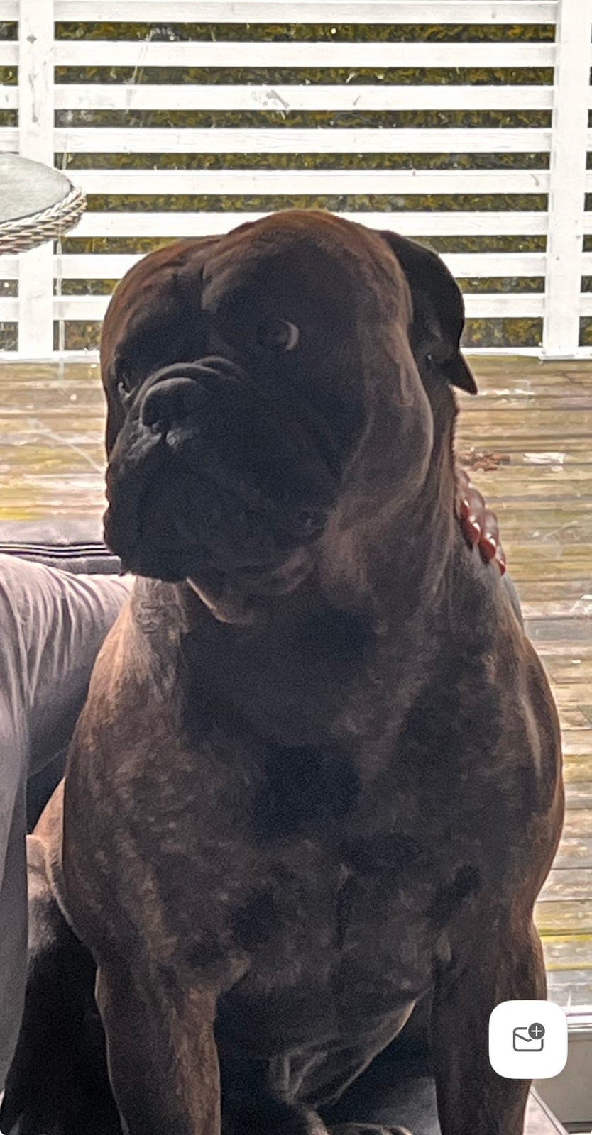 Bullmastiff hannhund omplasseres