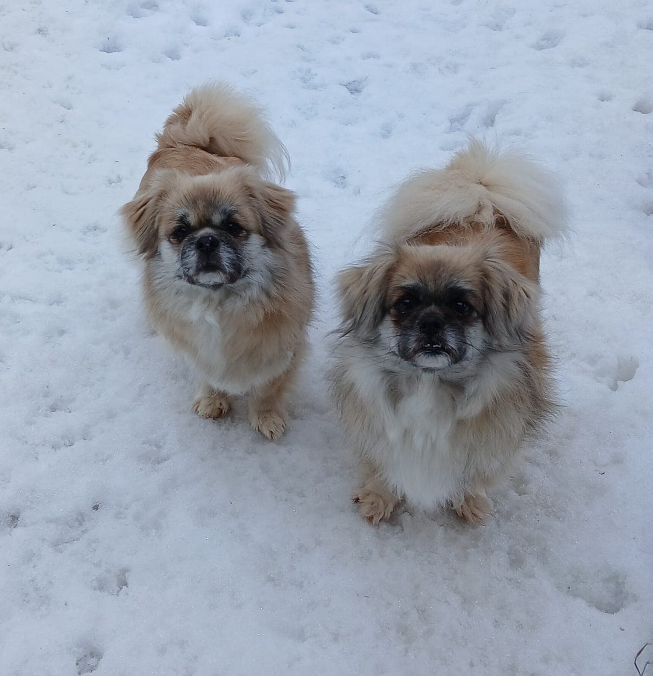 Voksne Tibetansk spaniel