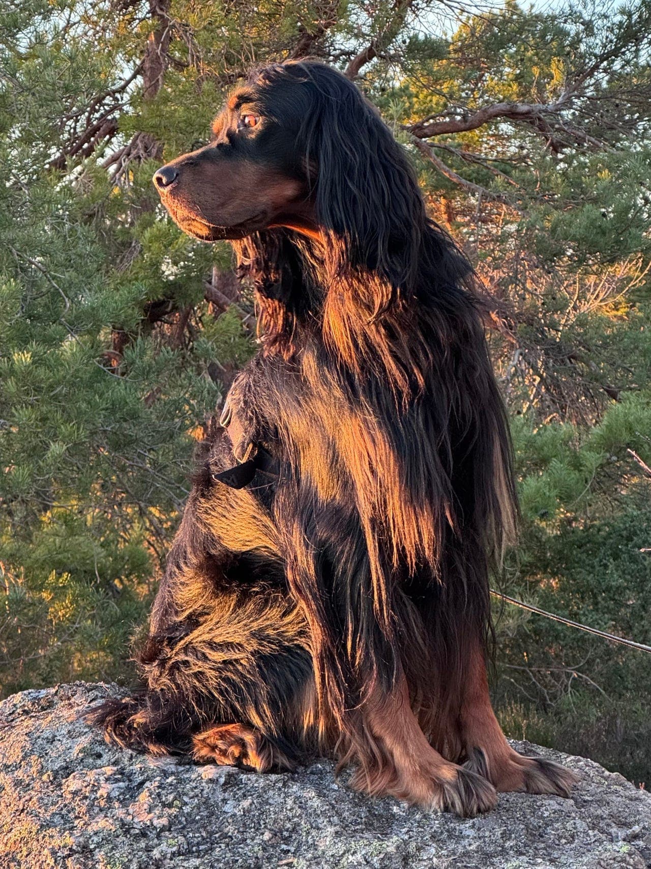 Gordon setter hann søker nytt hjem