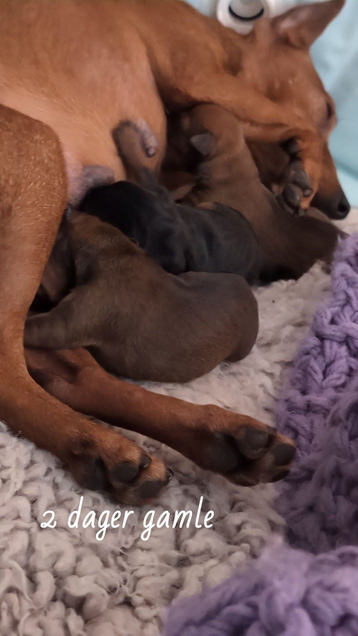 🧡💛💫⭐ Dvergpinscher tispevalp  - Love Affair kullet