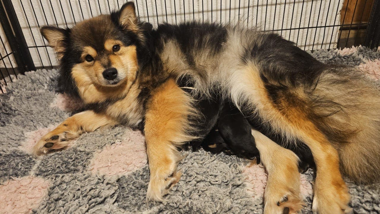 Finsk lapphund valper