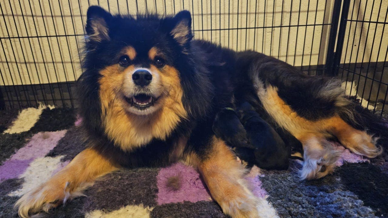 Finsk lapphund valper