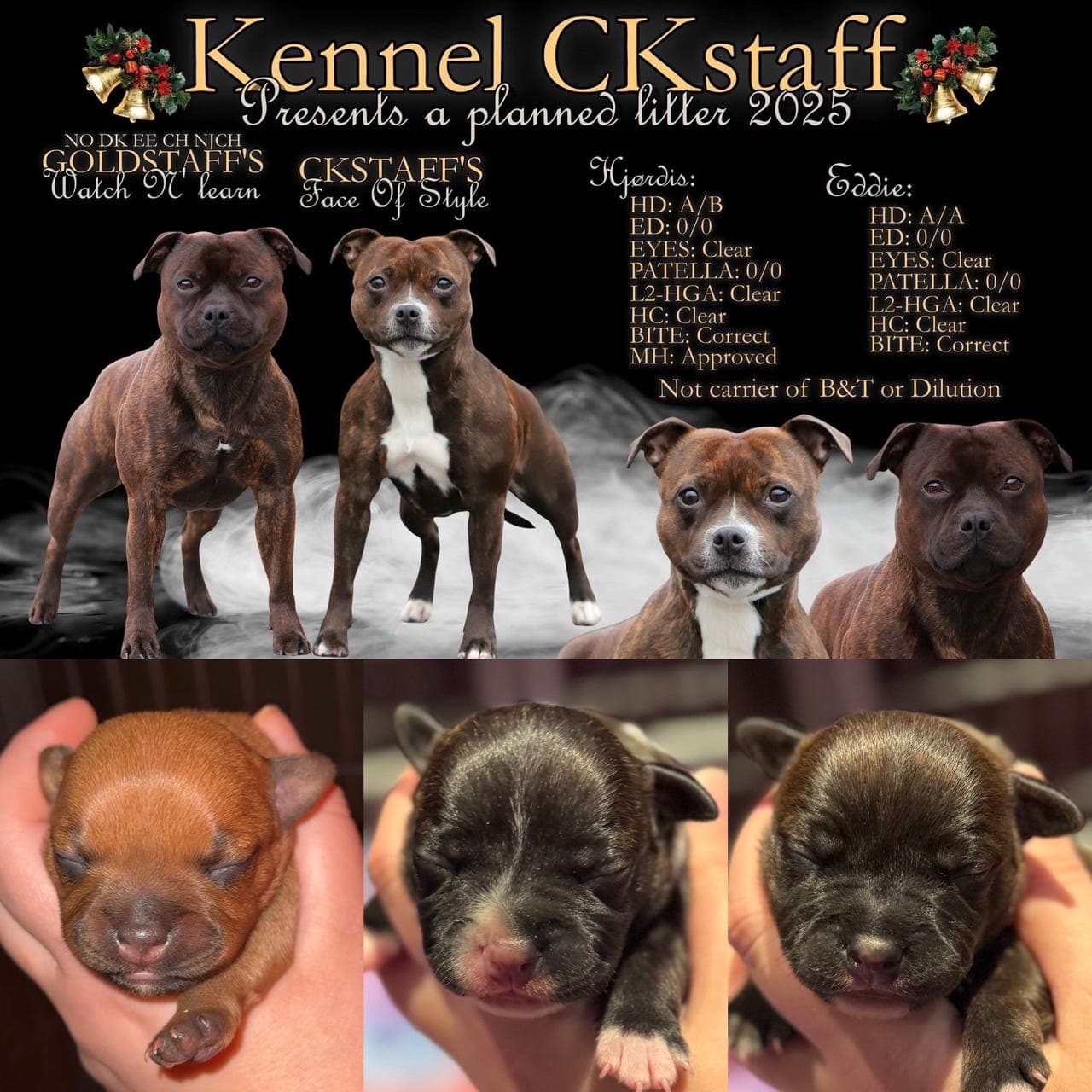 Forvert til Stafforshire Bull Terrier