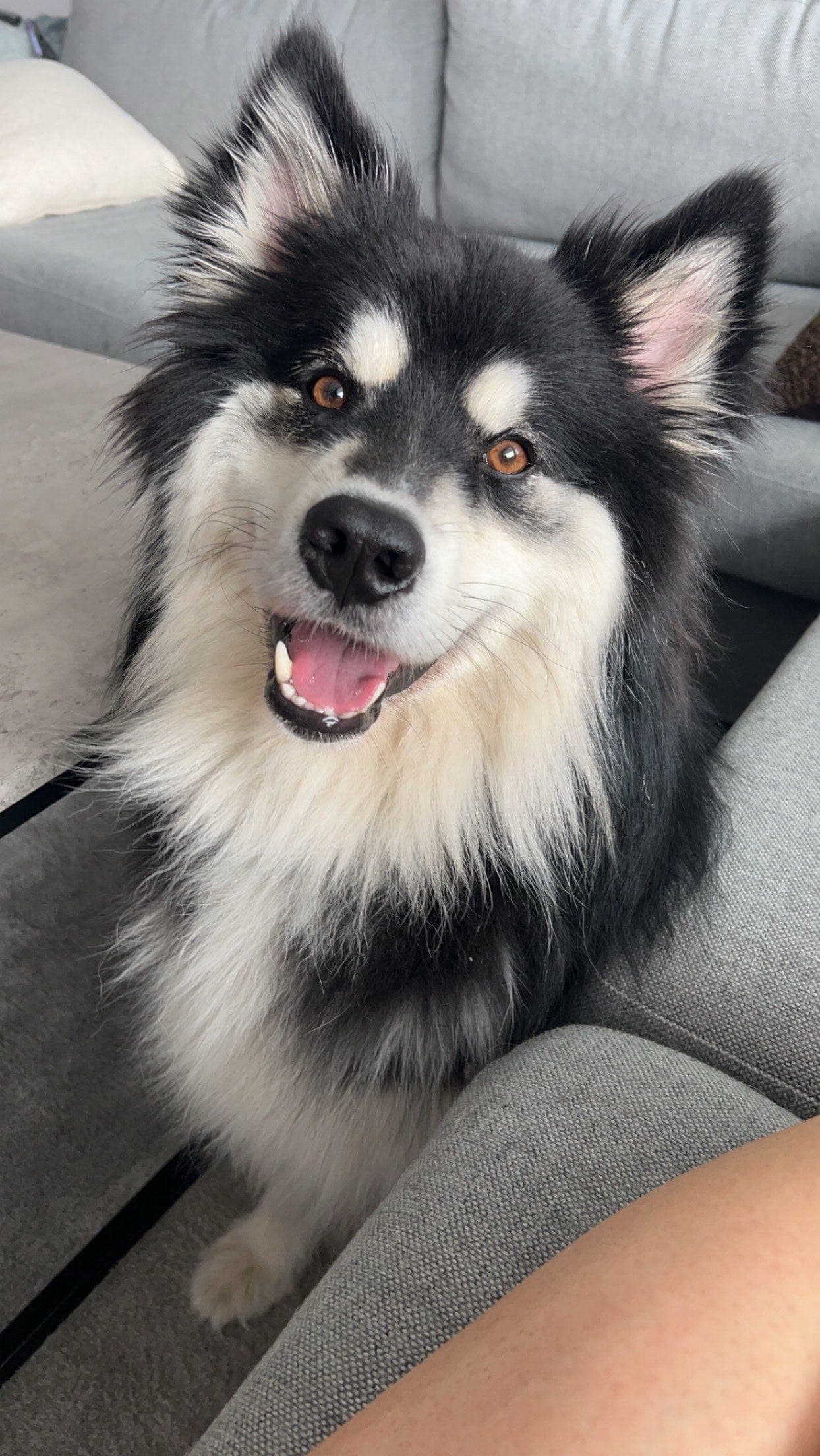 Finsk Lapphund VURDERES omplassert