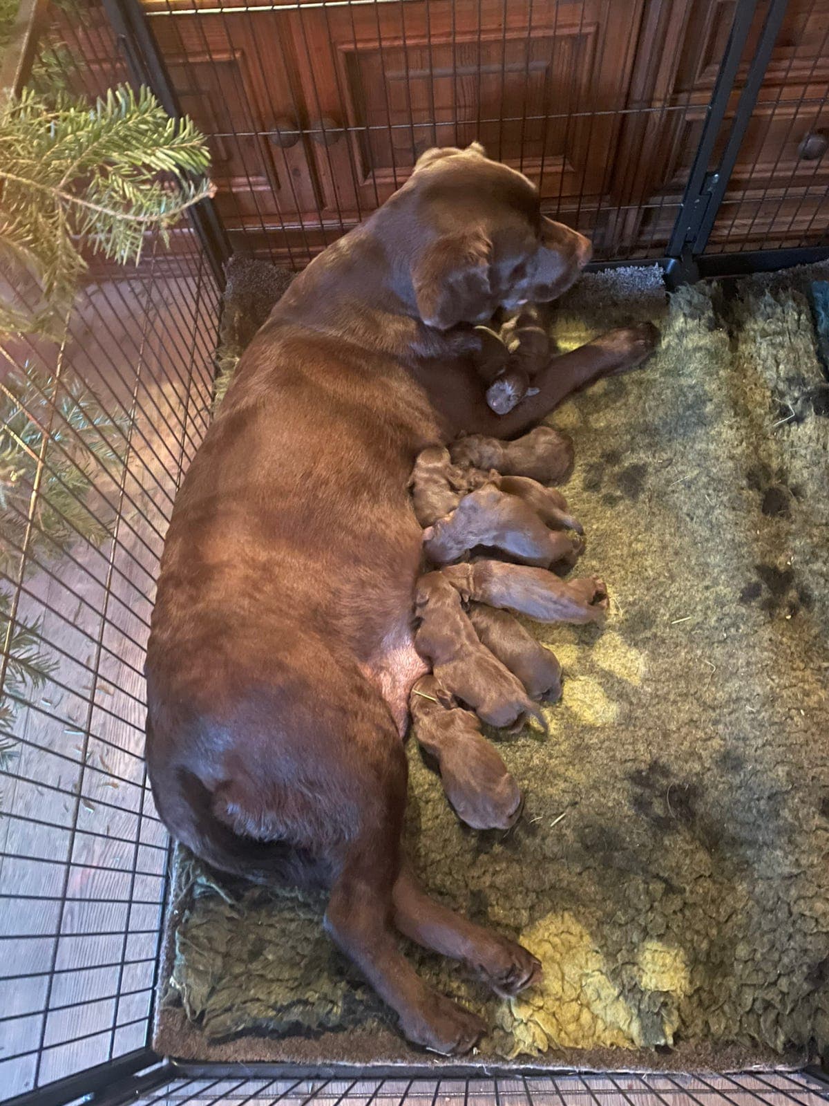 Brune labradorvalper