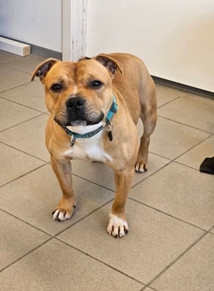 Nytt hjem Staffordshire Bull terrier 2år