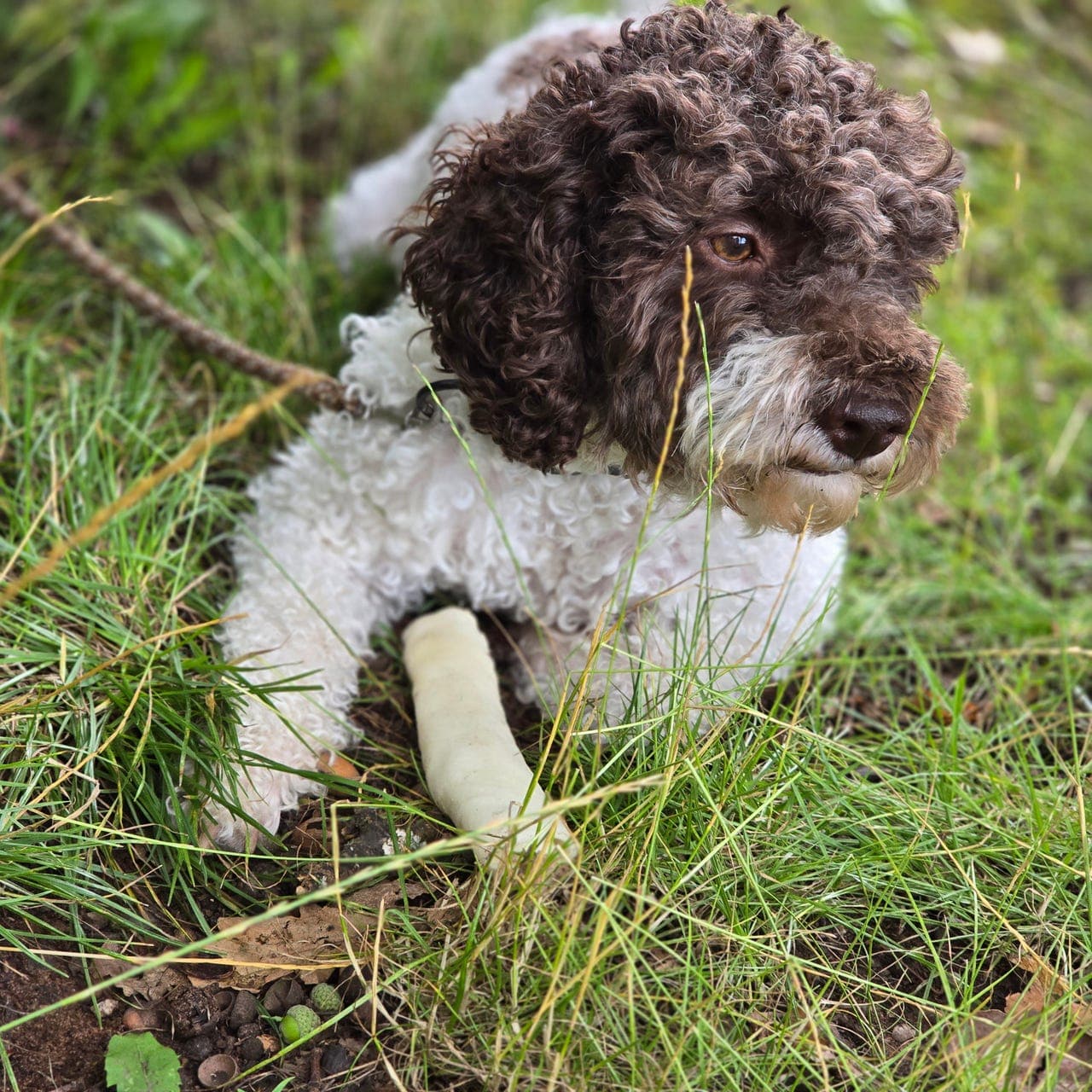 Lagotto Romagnolo valper født uke 1