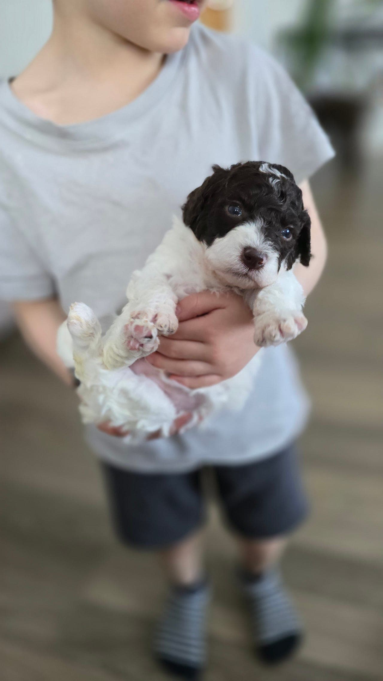 Lagotto Romagnolo valper født uke 1