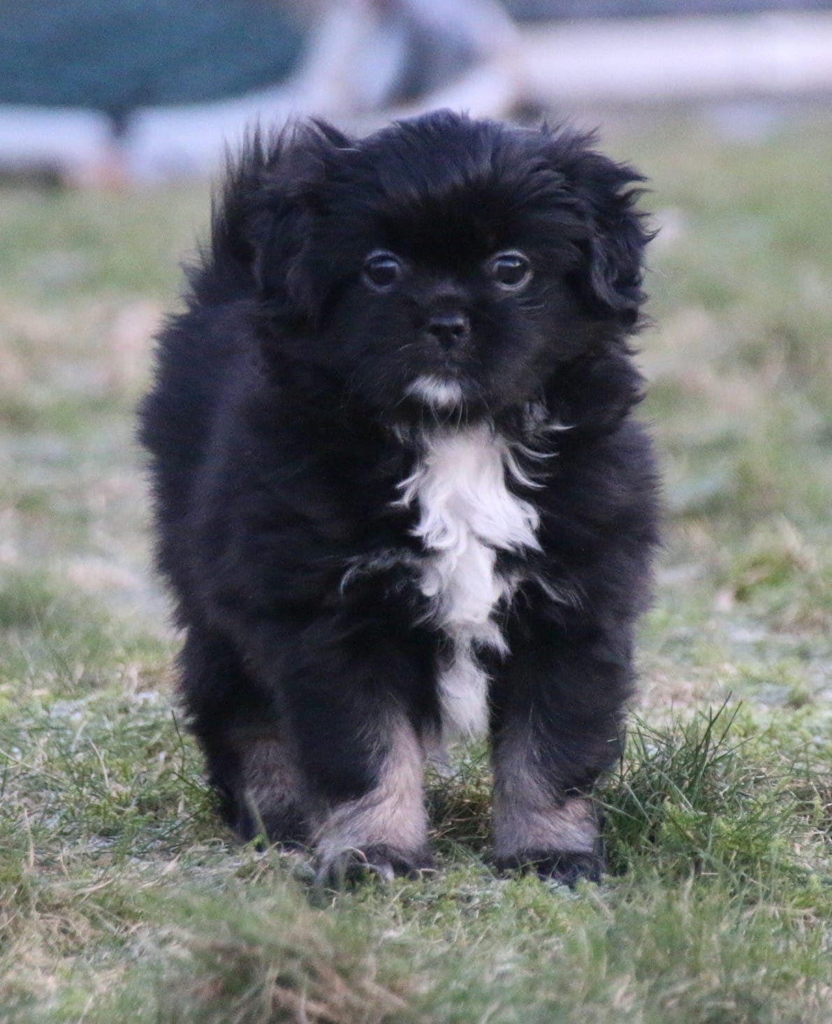 Tibetansk spaniel valper.