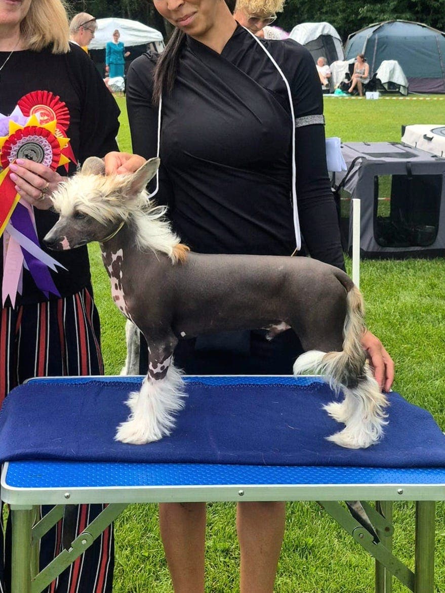 Ung og stilig chinese crested